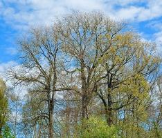 Giant Elms at Queens' College